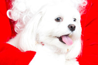 WoofGangChristmas-21