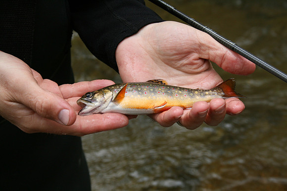 Rapidan River_040