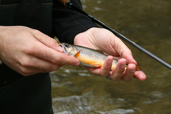 Rapidan River_038