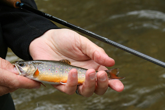 Rapidan River_037