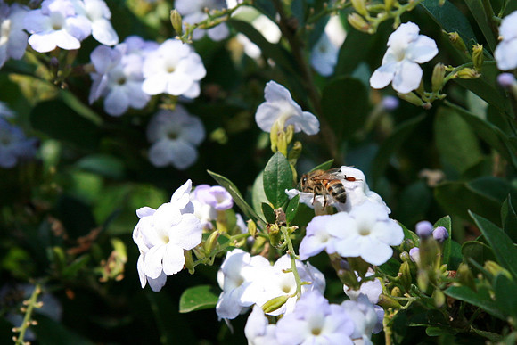 GardenParty_0044