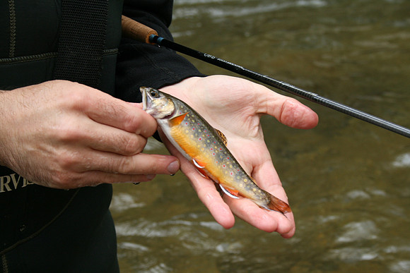 Rapidan River_036