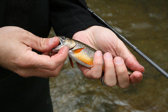 Rapidan River_039