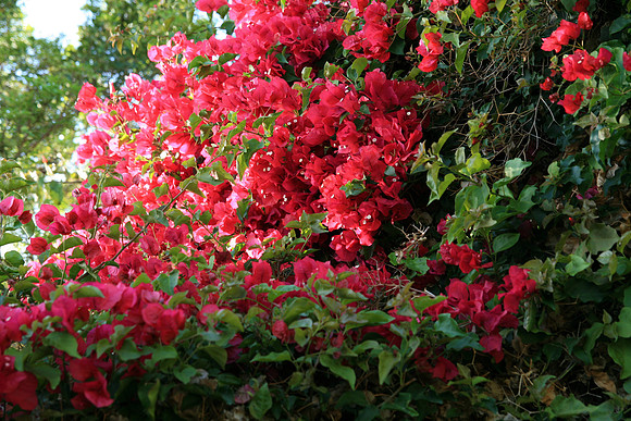GardenParty_0043
