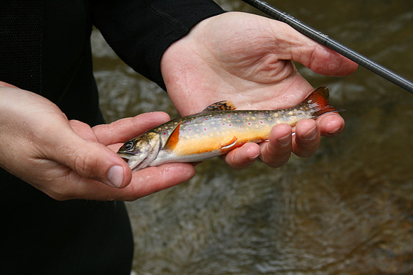 Rapidan River_041